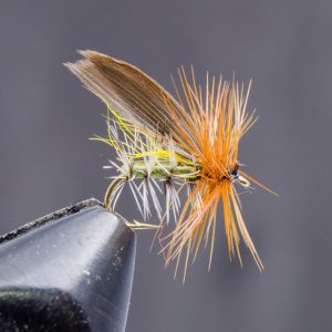 Henryville caddis