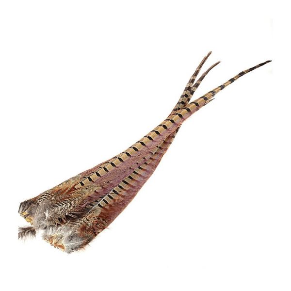 Rigneck pheasant complete tail natural